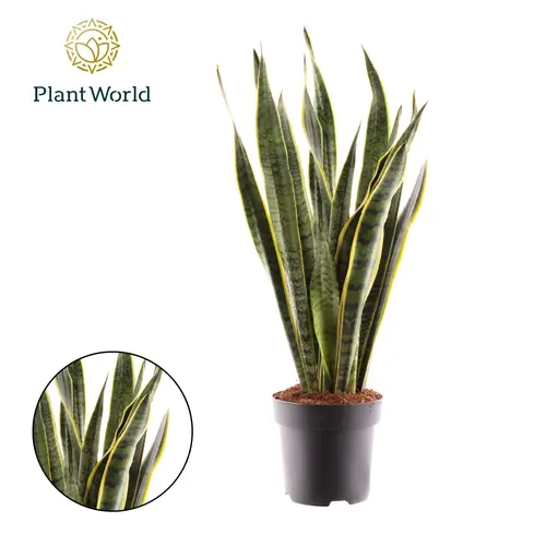 Sanseveria Laurentii T19 H075
