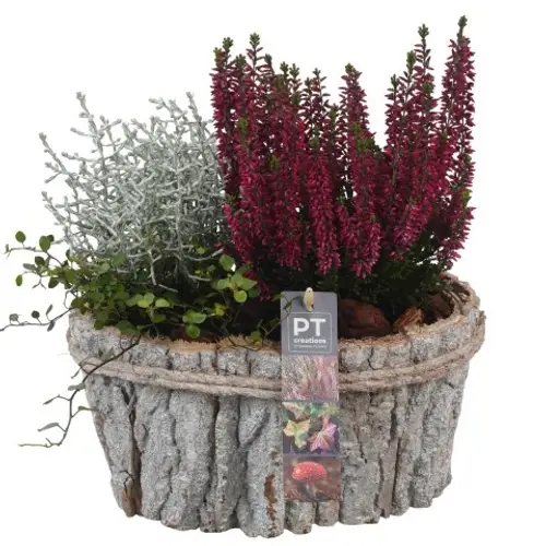 Garten.Arr PTHO4199 T23 H030