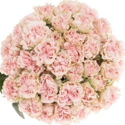 Rose verzweigt rosa Sweet Flow 4+Blüte 40cm