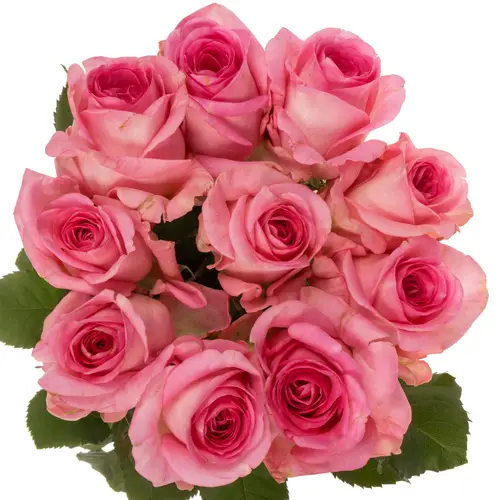 Rose rosa Satisfyer 70cm