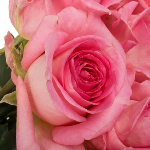 Rose fuchsia Satisfyer 70cm