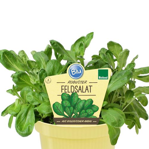 Bio Feldsalat T12 H25