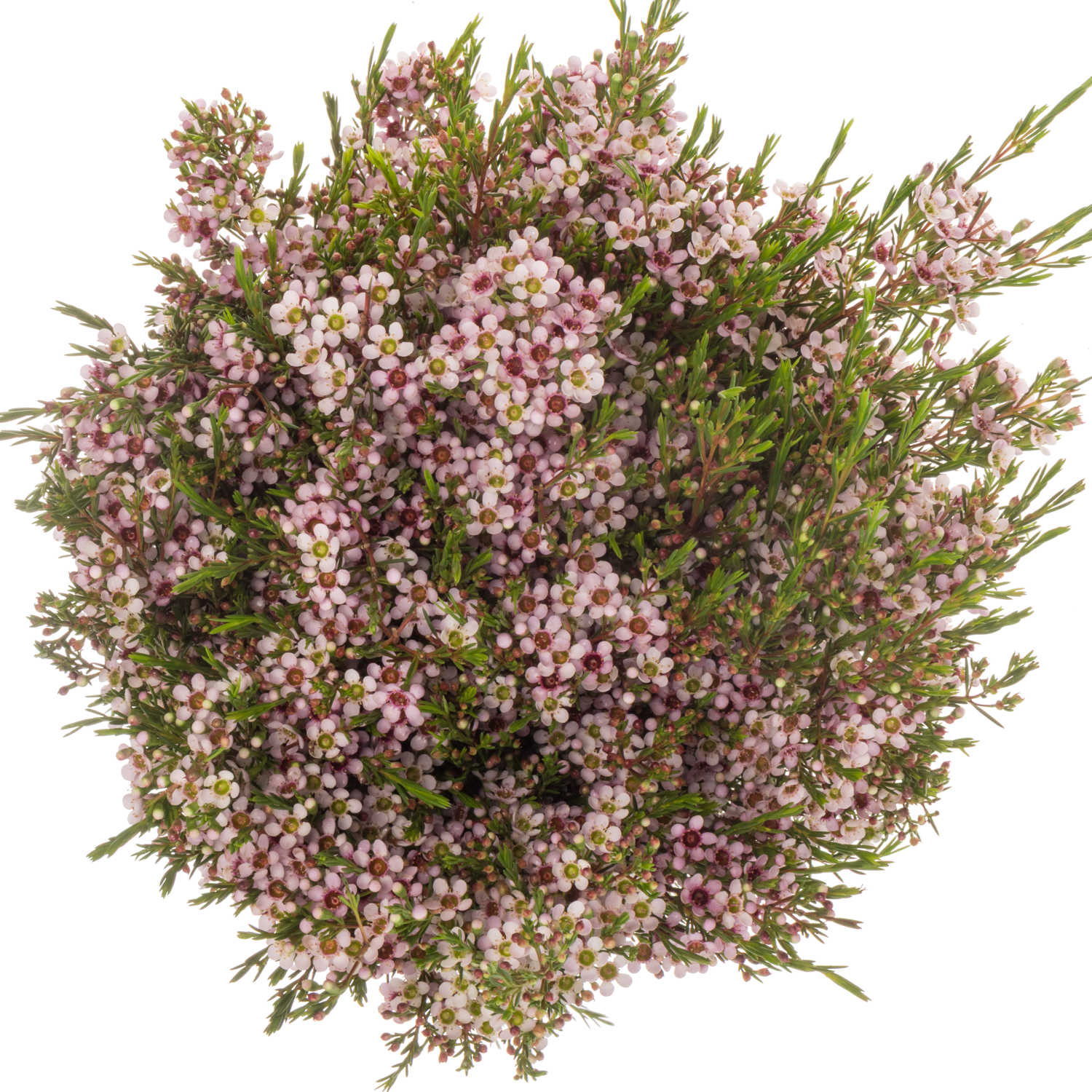 Wachsflower lila Niki 80 Gramm 80cm