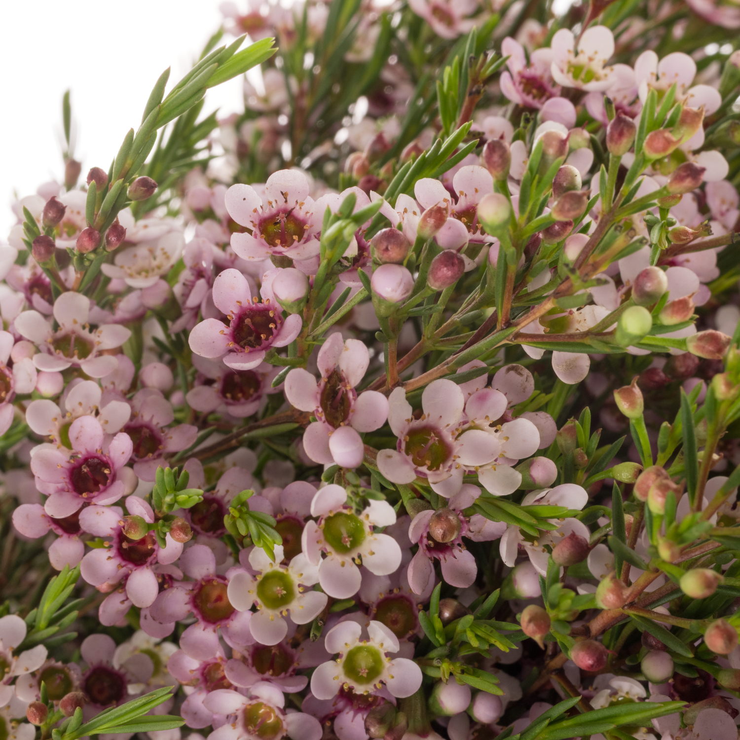 Wachsflower lila Niki 80 Gramm 80cm