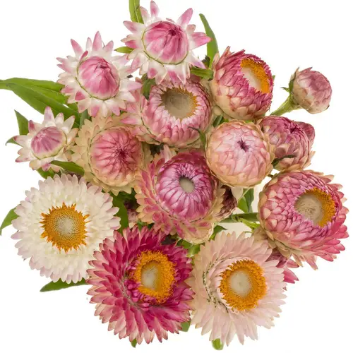 Helicrysum rosa 55cm