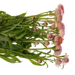 Helicrysum rosa 55cm