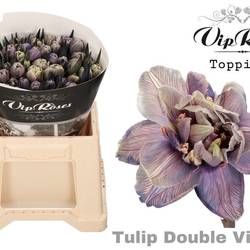 Tulpe purple gefärbt Violet 32 Gramm