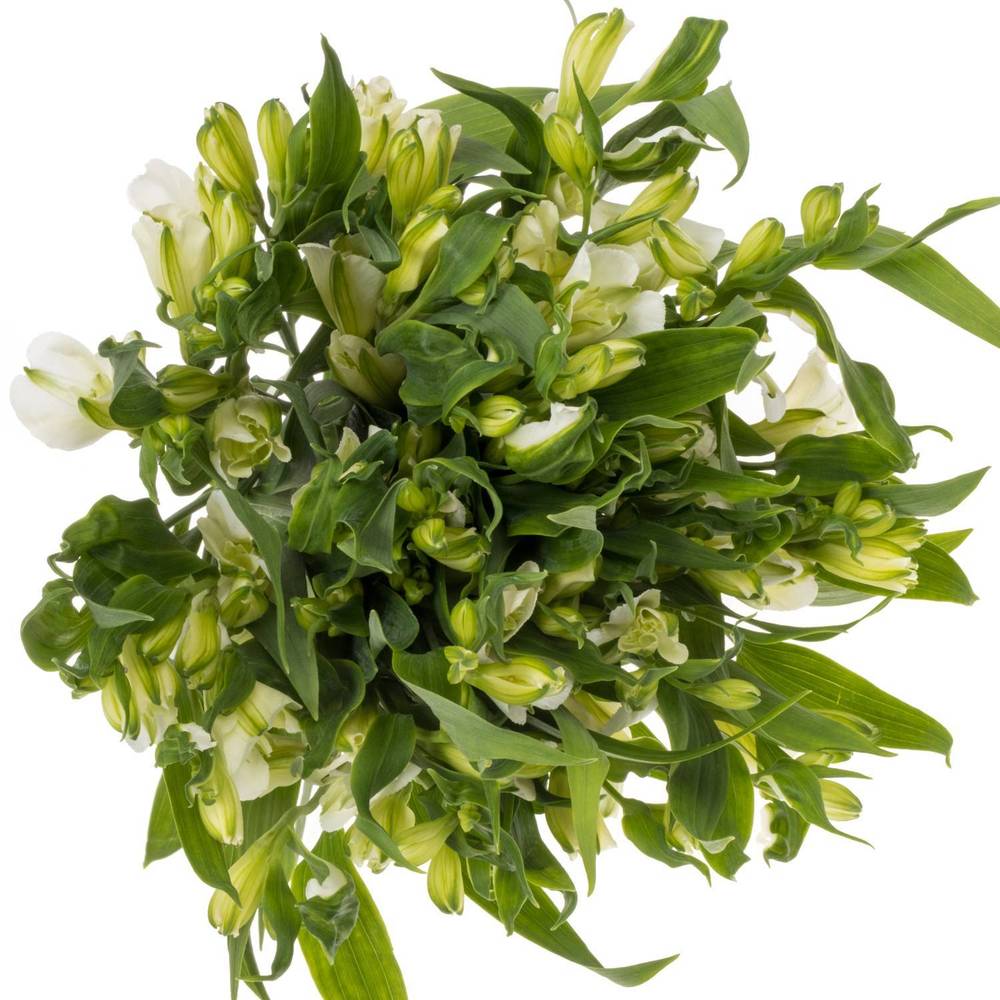 Alstroemerie weiss Charmelia 16+Blüte 70cm