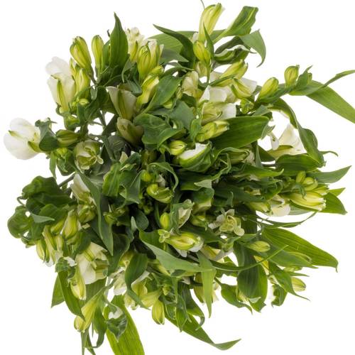 Alstroemerie weiss Charmelia 16+Blüte 70cm