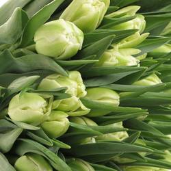 Tulpe creme doppel Verona 40 Gramm