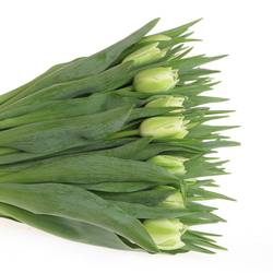 Tulpe creme doppel Verona 40 Gramm