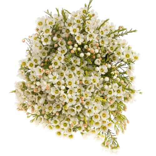 Wachsflower weiss Crystal 14 Gramm 40cm