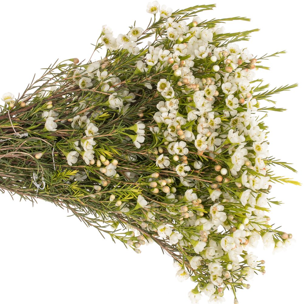 Wachsflower weiss Crystal 14 Gramm 40cm