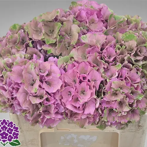 Hortensie rosa/grün Palace Classic Bol 16cm 50cm