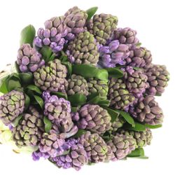 Hyazinthe Schnitt lila Purple Star 30cm
