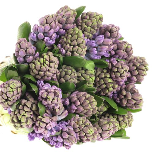 Hyazinthe Schnitt lila Purple Star 30cm