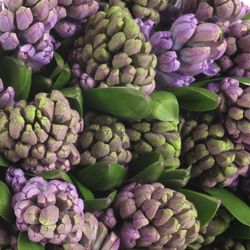 Hyazinthe Schnitt lila Purple Star 30cm