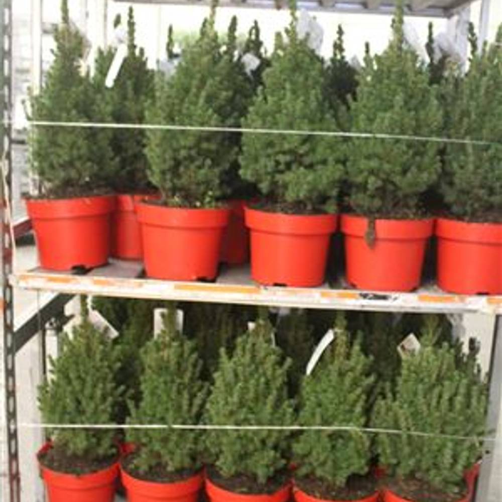 Picea Conica Schnap.Von Uhr T23 H065