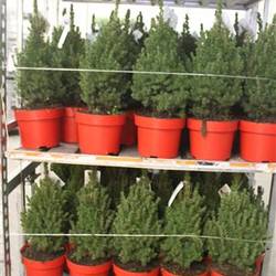 Picea Conica Schnap.Von Uhr T23 H065