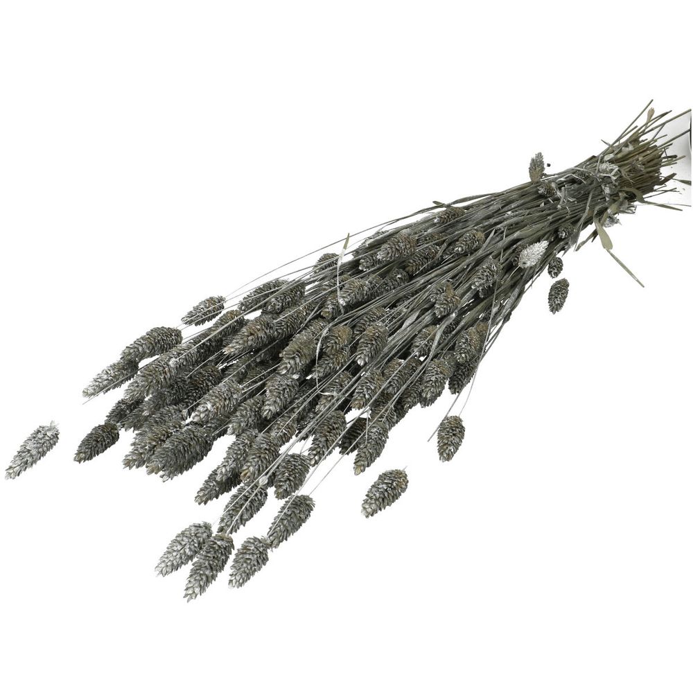 Trocken Phalaris silber L70cm