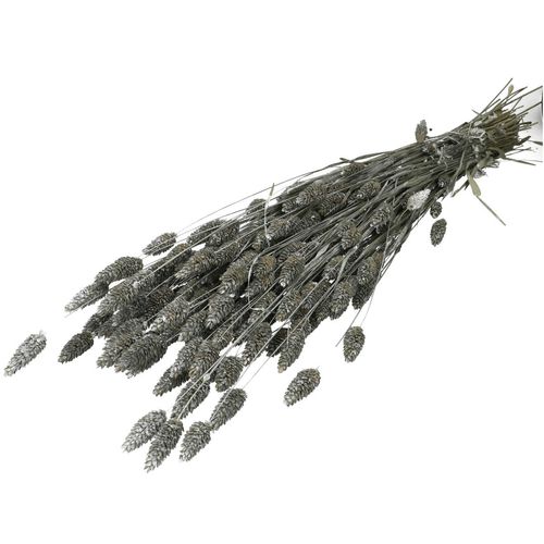 Trocken Phalaris silber L70cm