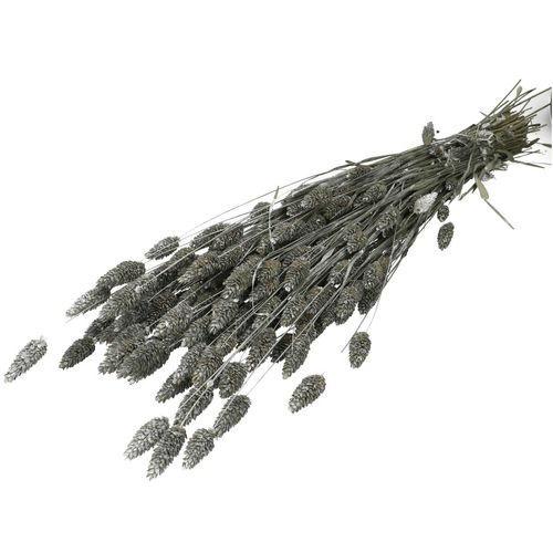 Trocken Phalaris silber L70cm