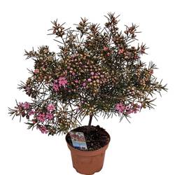 Waxflower lila auf Stamm T12 H030