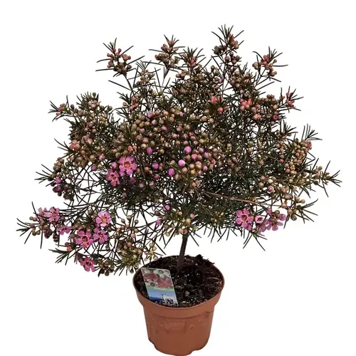 Waxflower lila auf Stamm T12 H030