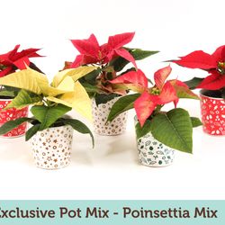 Poins.mix mini Exclus. mix Topf T06 H15