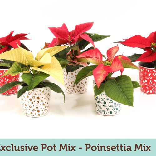 Poins.mix mini Exclus. mix Topf T06 H15
