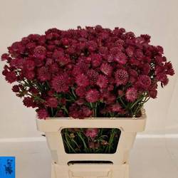 Astrantia dunkel rosa Red Joyce 60cm