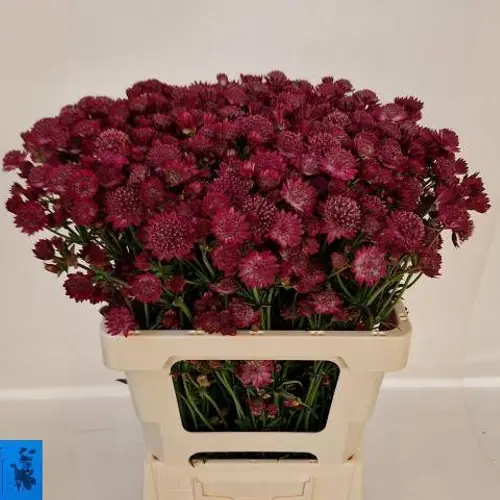 Astrantia dunkel rosa Red Joyce 60cm