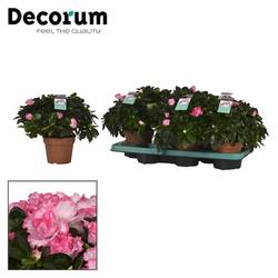 Azalee rosa Bunt T14 H30