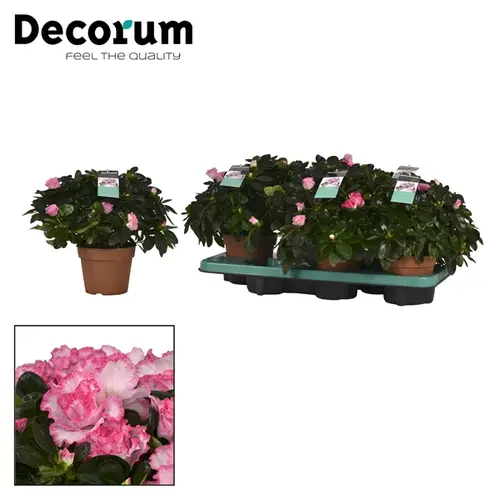 Azalee rosa Bunt T14 H30