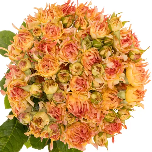 Rose verzweigt orange Flame  4+Blüte 50cm