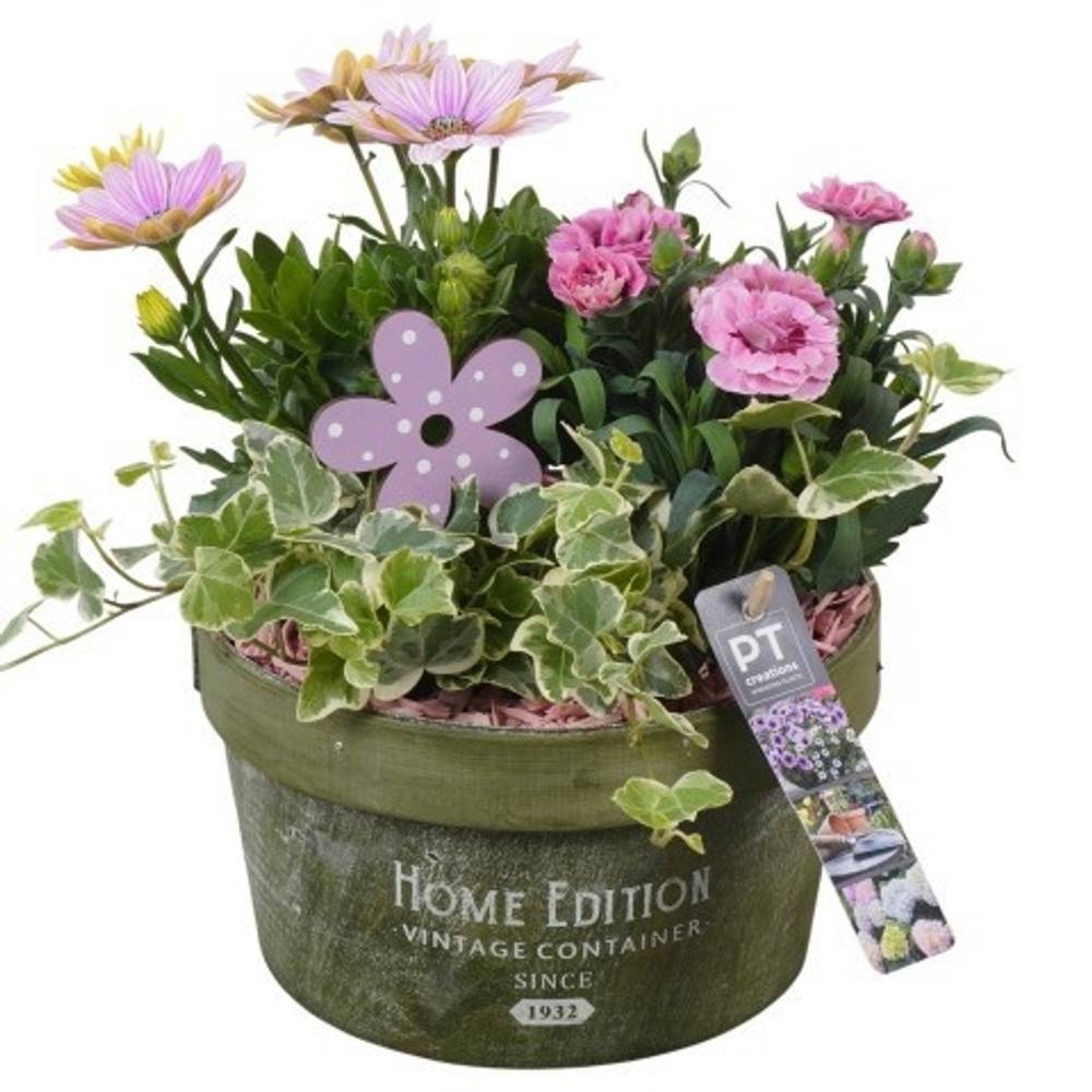 Garten.Arr PTPP7012 T20 H027
