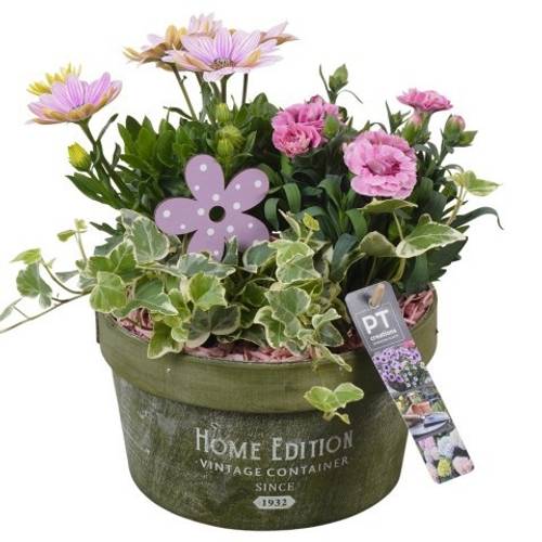Garten.Arr PTPP7012 T20 H027
