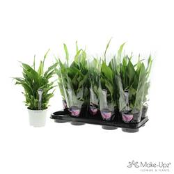 Spathiphyllum grün Bellini 8+ Make Upz(Gefa) T13 H040