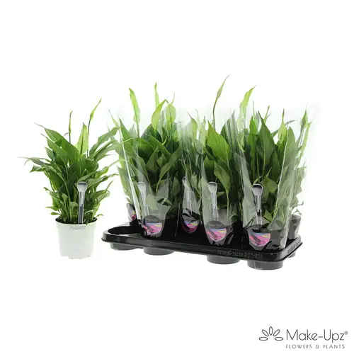 Spathiphyllum grün Bellini 8+ Make Upz(Gefa) T13 H040