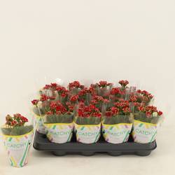 Kalanchoe Gef. rot T08 H015