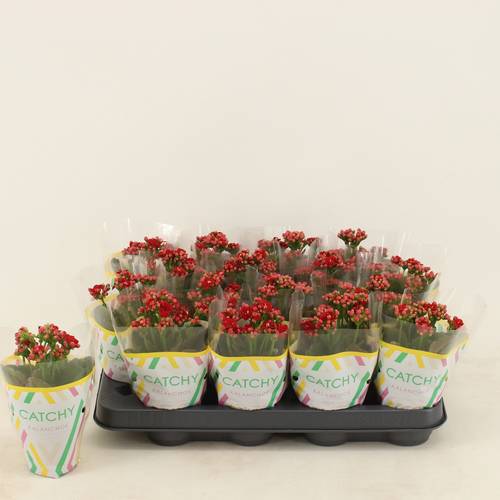 Kalanchoe Gef. rot T08 H015