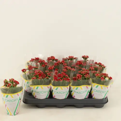 Kalanchoe Gef. rot T08 H015