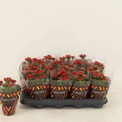 Kalanchoe Gef. rot T08 H015