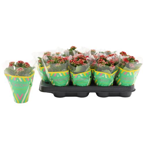 Kalanchoe Gef. rot T08 H015