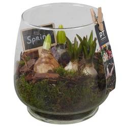 Zwiebel.Arr mix PTBM3940 T16 H022