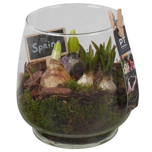 Zwiebel.Arr mix PTBM3940 T16 H022