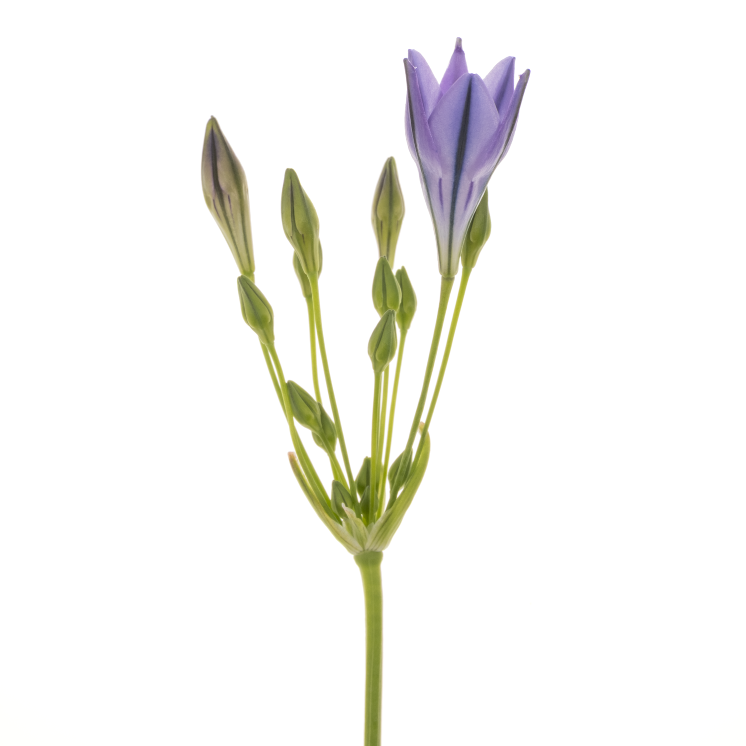 Brodea lila Blues 55cm