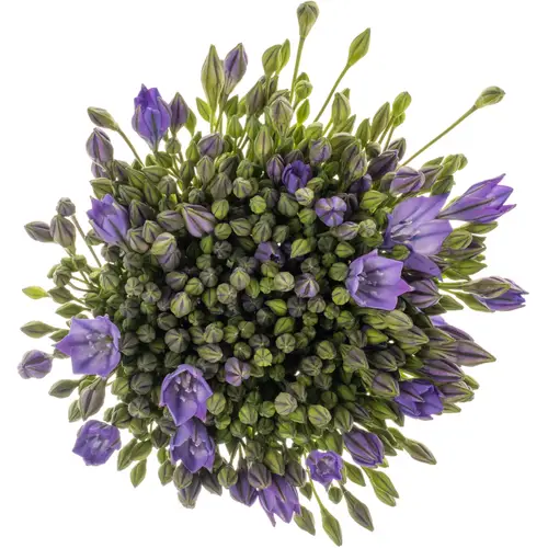 Brodea lila Blues 55cm