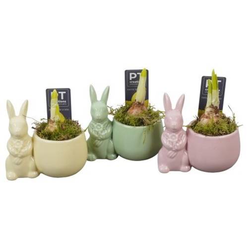Narzis.Arr mix PTNP4540 Ostern T12 H014