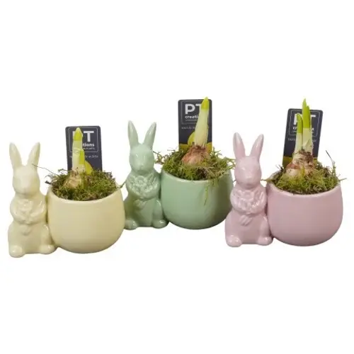 Narzis.Arr mix PTNP4540 Ostern T12 H014
